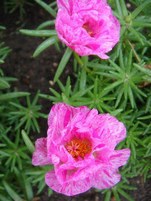 Portulaca grandiflora 'Margarita Peppermint'